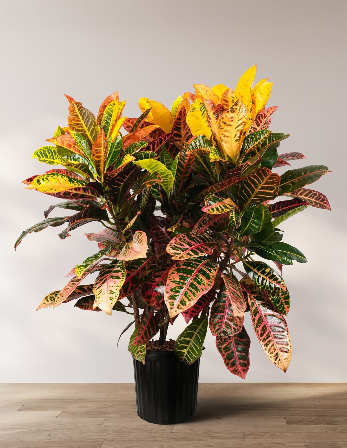 Croton Plant (Croton gida)